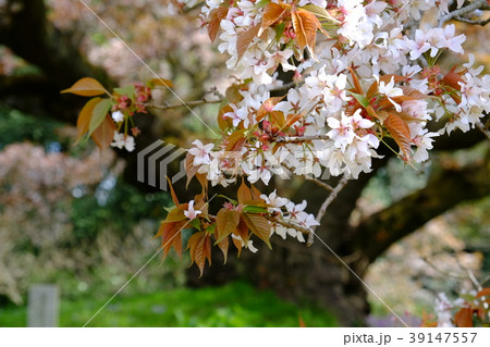 吉高の大桜 アップ 吉高の大桜 アップ 39147557