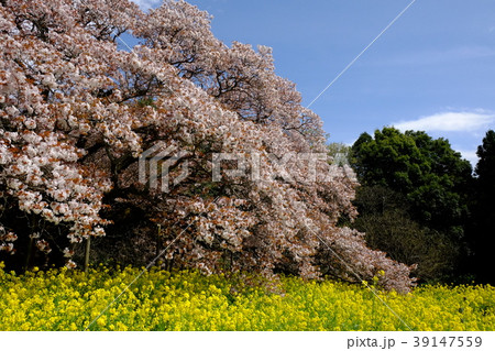 桜と菜の花 桜と菜の花 39147559