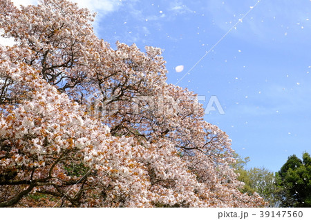 桜 散るの写真素材