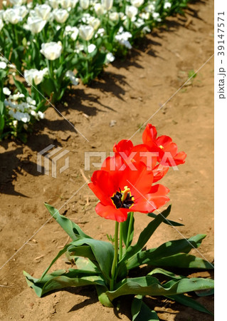 チューリップ チューリップ 39147571
