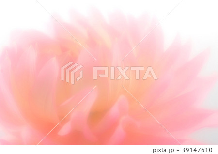 ダリア　ピンクのダリア　 39147610