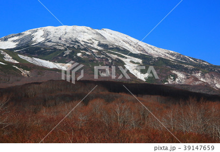 鳥海山とダケカンバ 39147659