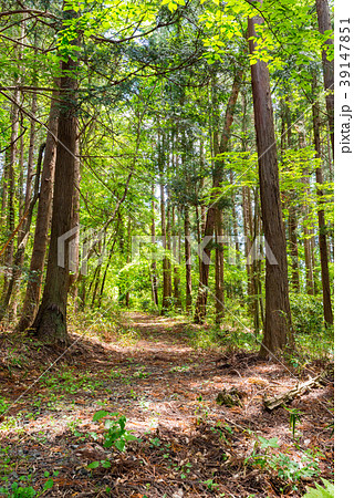 森の中の道の写真素材