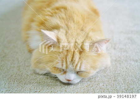 Sleeping Cat Sleeping Cat 39148197