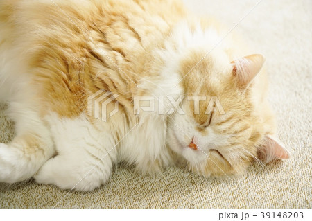 Sleeping cat, Scottish Fold, Standing ears Sleeping cat, Scottish Fold, Standing ears 39148203