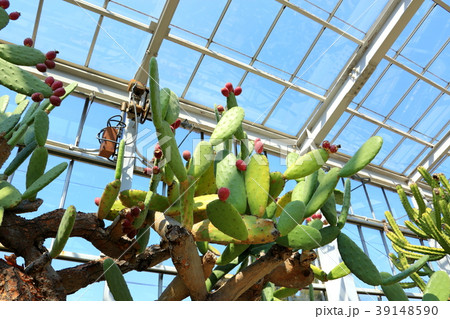 植物園 植物園 39148590