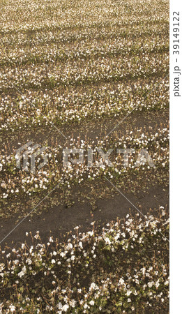Cotton field in the countryside. Cotton field in the countryside. 39149122