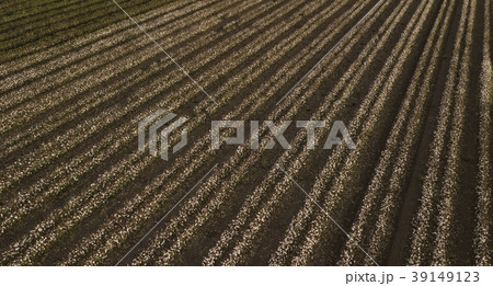 Cotton field in the countryside. 39149123