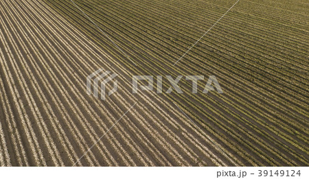 Cotton field in the countryside. 39149124
