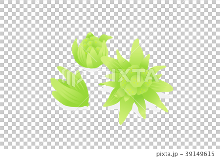 蕗の薹 39149615