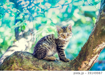 Cute little kitten sitting on the tree Cute little kitten sitting on the tree 39149987