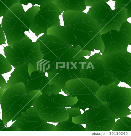 Hibiscus syriacus Leaves - Rose of Sharon Hibiscus syriacus Leaves - Rose of Sharon 39150249