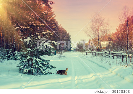 Snowy rural landscape. Village in winter Snowy rural landscape. Village in winter 39150368