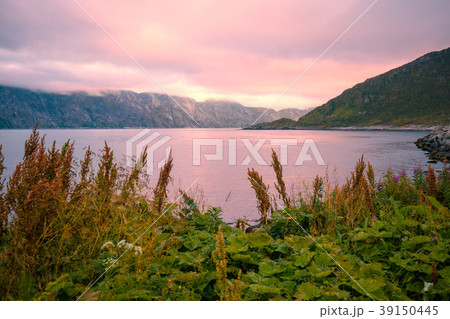 Fjord, rocky beach at pink rose sunset 39150445