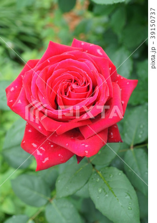 ウィンショッテン（バラ） 39150737