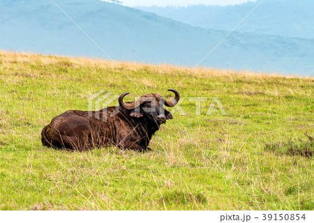 Back view of African buffalo in savannah 39150854