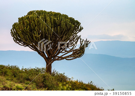 Cactus tree or Euphorbia candelabrum 39150855