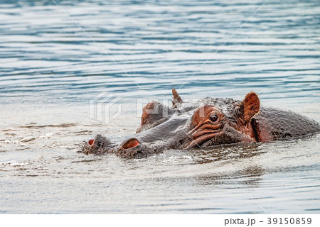 Close hippo or Hippopotamus amphibius in water Close hippo or Hippopotamus amphibius in water 39150859