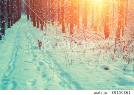 A dog is running along the road in a winter forest 39150861