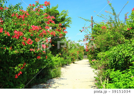 竹富島　ブーゲンビリア咲く白砂の道 39151034