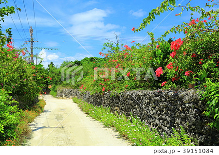 竹富島　ブーゲンビリア咲く白砂の道 39151084