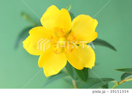 ヒペリカムの花 ヒペリカムの花 39151354