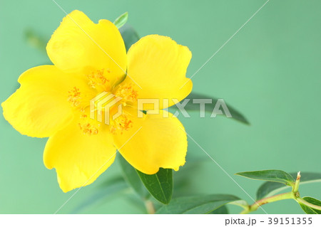 ヒペリカムの花の写真素材