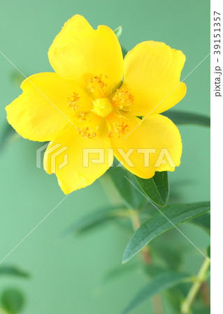 ヒペリカムの花 ヒペリカムの花 39151357