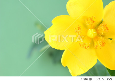 ヒペリカムの花 ヒペリカムの花 39151359