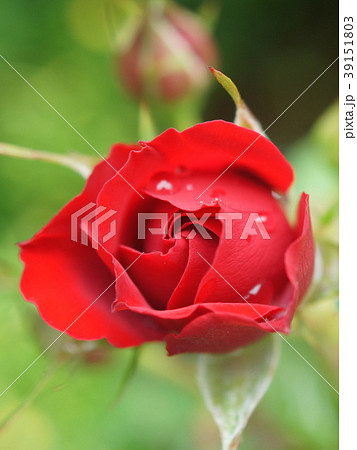 ウィンショッテン（バラ） 39151803