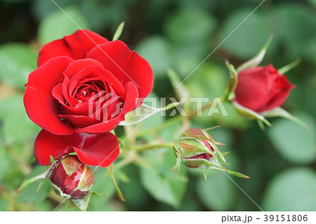 ウィンショッテン（バラ） 39151806