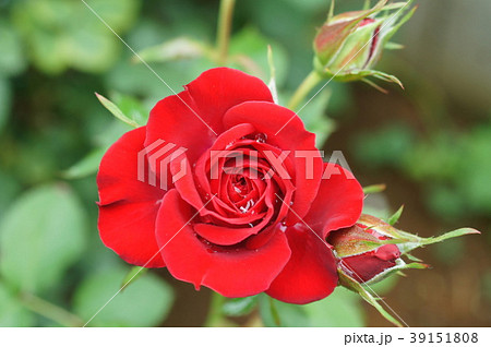 ウィンショッテン（バラ） 39151808