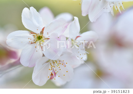 カラミザクラ 39151823