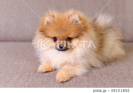 adorable fluffy pomeranian puppy lying on the adorable fluffy pomeranian puppy lying on the 39151892