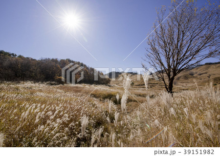 秋の砥峰高原 すすきが揺れて (兵庫県神崎郡神河町) 秋の砥峰高原 すすきが揺れて (兵庫県神崎郡神河町) 39151982