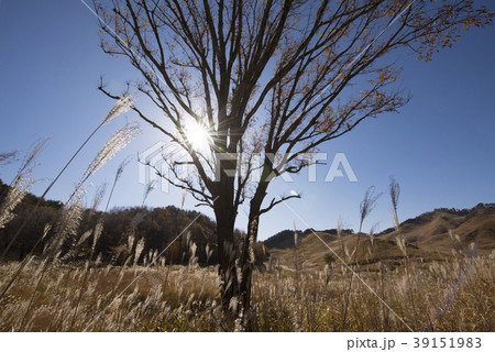 秋の砥峰高原　大樹と　（兵庫県神崎郡神河町） 39151983