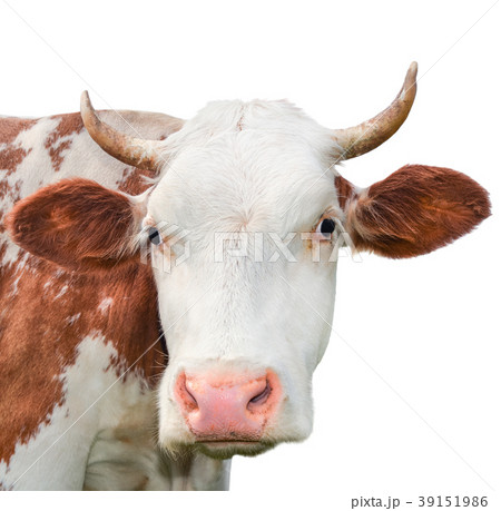 Funny cow looking at the camera isolated on white Funny cow looking at the camera isolated on white 39151986