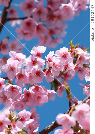 桜 39152447