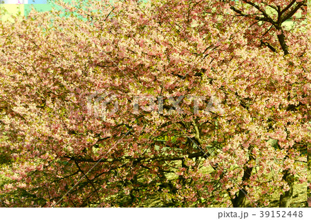 桜 39152448