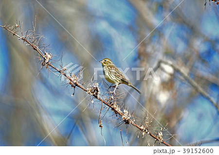 アオジ・メス 39152600