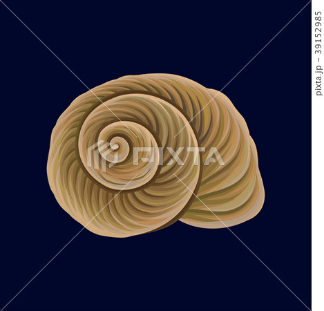 Spiral snail house or shell, empty shell of a sea 39152985