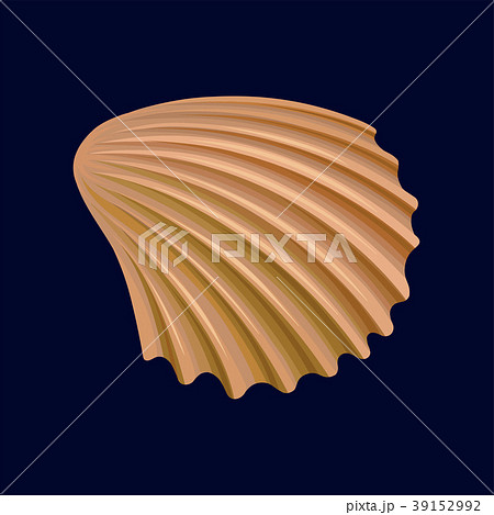 Rapana shell, an empty shell of a sea mollusk 39152992