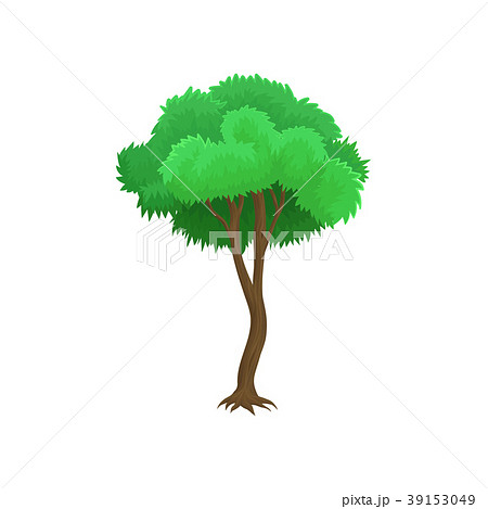 Tree with green leaves and rounded crown vector 39153049