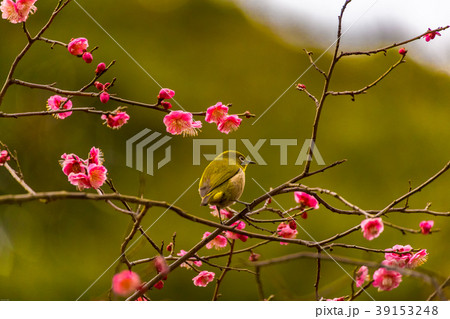 メジロ 紅梅 メジロ 紅梅 39153248