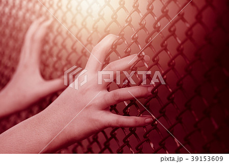 Closeup child girl hand holding steel cage fence Closeup child girl hand holding steel cage fence 39153609