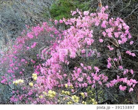 満開のアカヤシオ 満開のアカヤシオ 39153897
