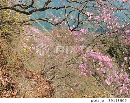 山肌をピンクに染めるアカヤシオ 山肌をピンクに染めるアカヤシオ 39153906