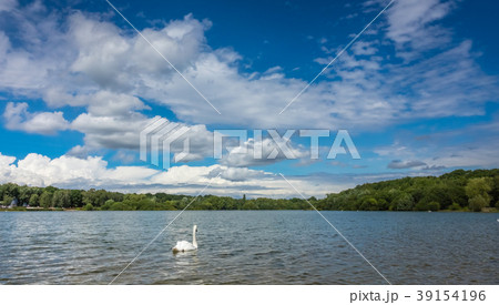 White swan swimming in the lake White swan swimming in the lake 39154196