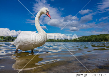 Large white swan on the lakeshore 39154197