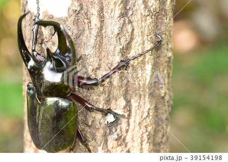 コーカサスオオカブトムシ 39154198